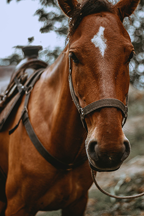 Ivey-Ranch-Horse