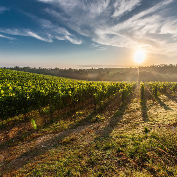 Batali-Ranch-VineyardWEB
