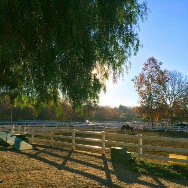 REINS landscape
