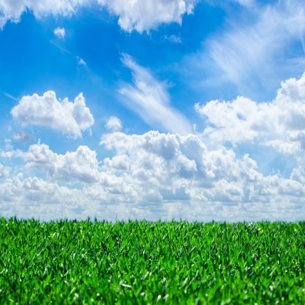 grass and sky