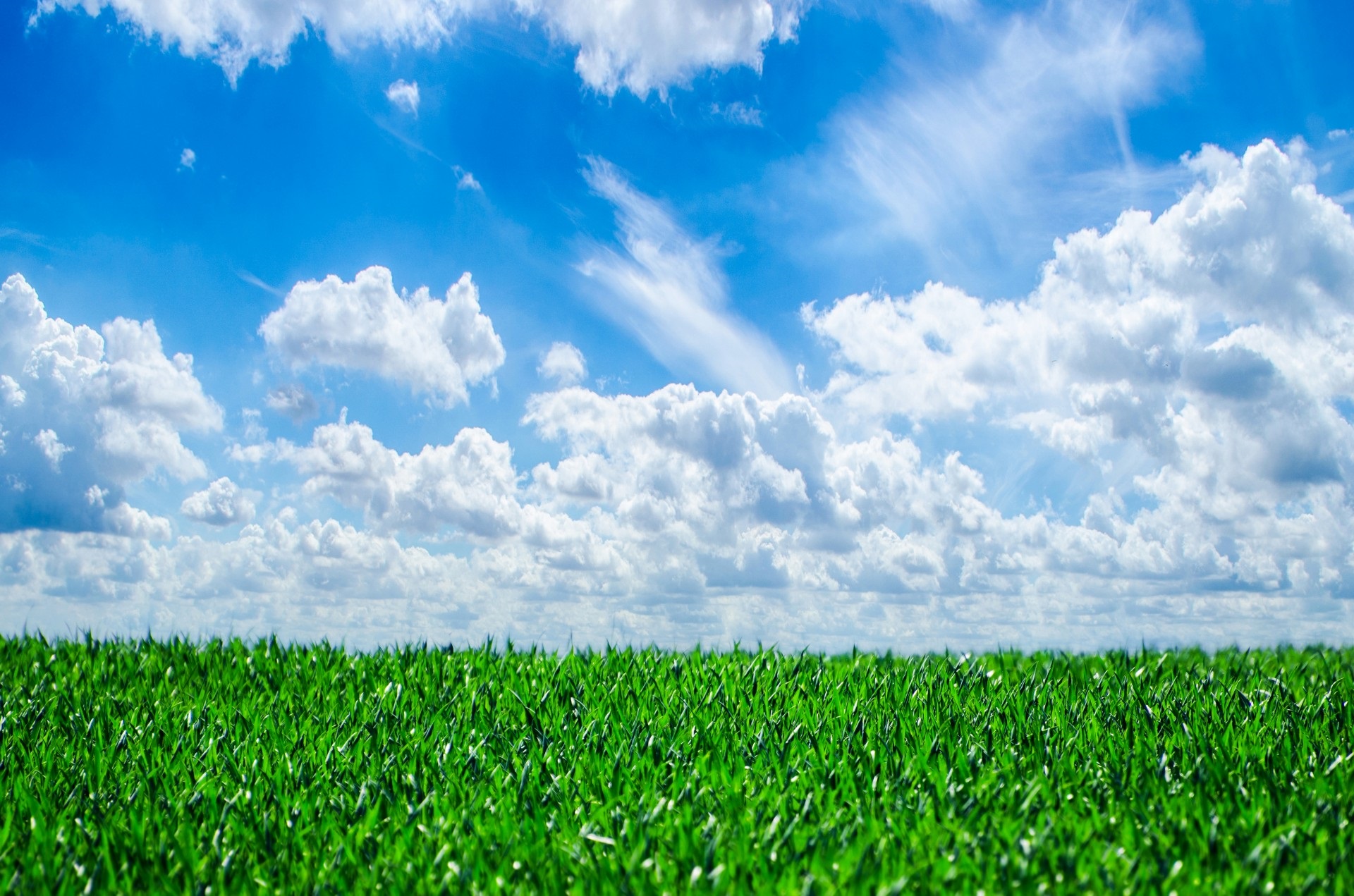 grass and sky