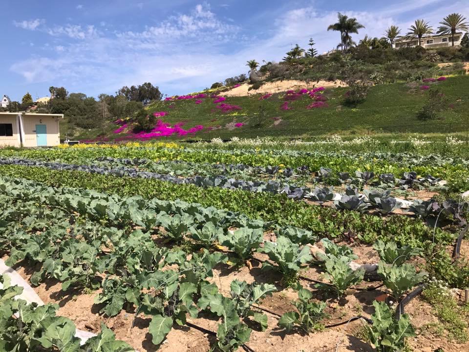 Farm Labs - View of Farm