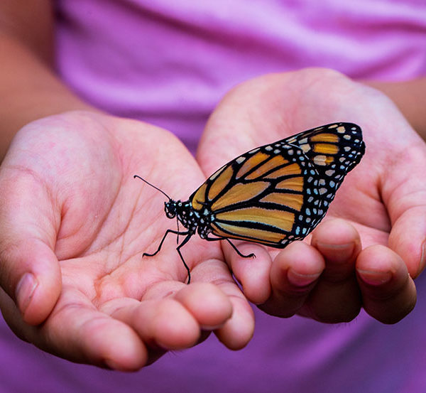 Butterfly in Hands Batali Ranch
