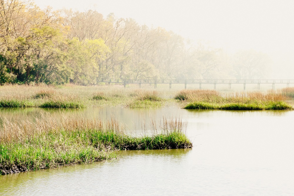 Agua Hedionda Marshland