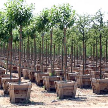 Trees Nursery