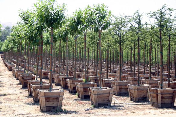 Trees Nursery