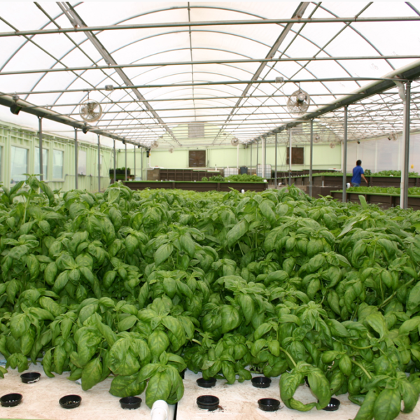 Solutions Farm.Basil