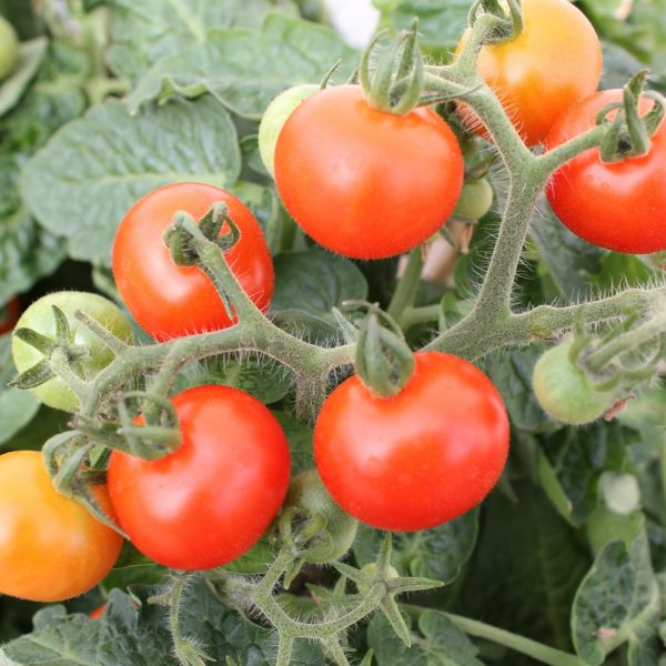 Solutions Farm.Tomato Plant