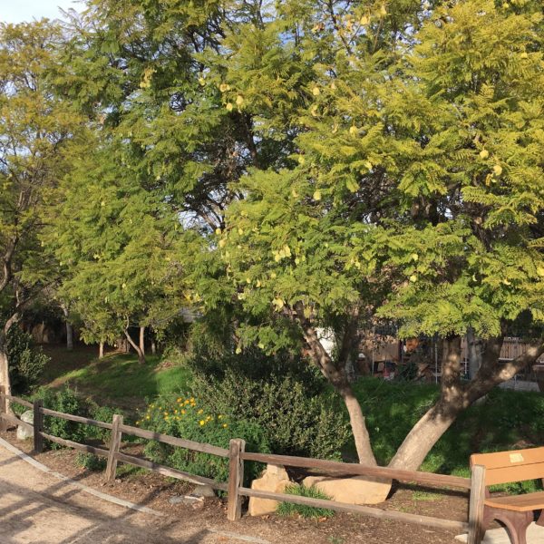Pico Promenade pics