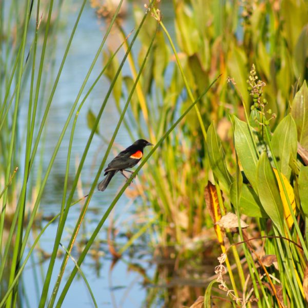 Escondido Creek Conserv