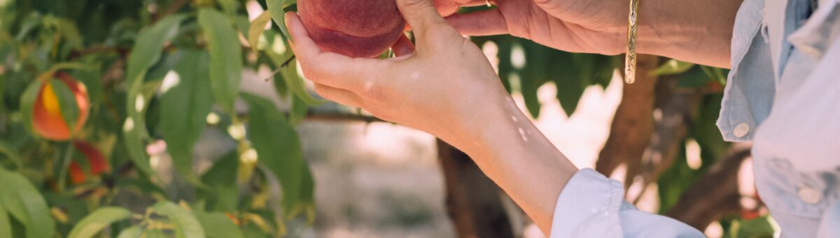 Picking Fruit