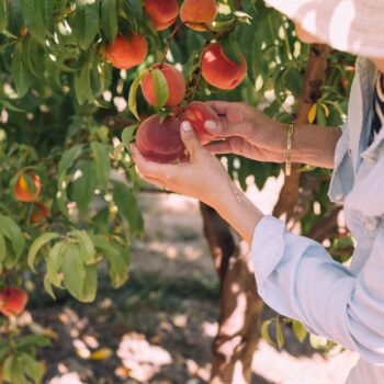 Picking Fruit