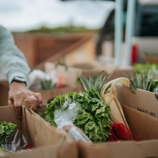 produce, food, pack food boxes, food pantry