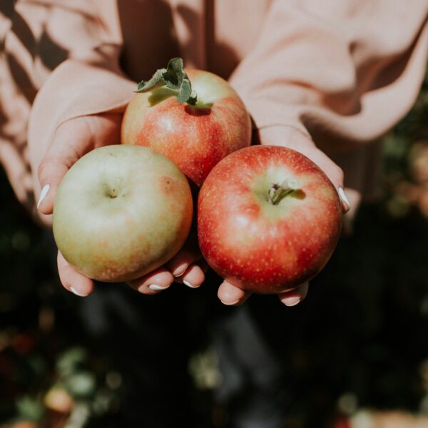 apples, fruit picking